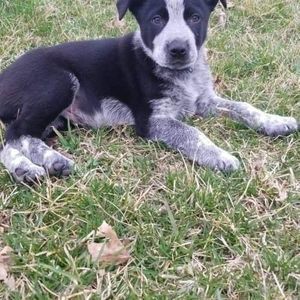 Meet your Posher, Dalton